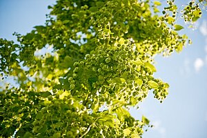 frischer Hopfen