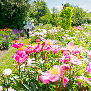 Peony flower