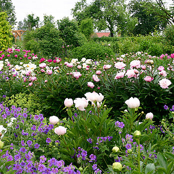 A sea of blooms